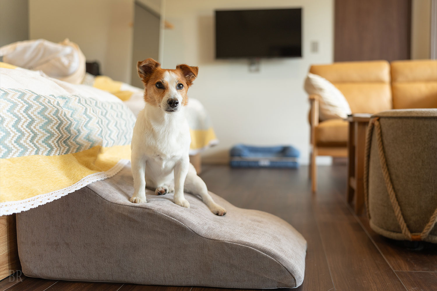 ワンちゃんの禁止区域を設けない安心の客室空間