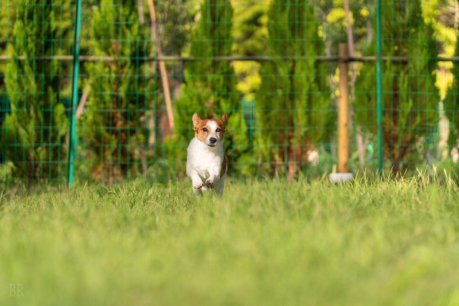 ワンちゃんの禁止区域を設けない安心の客室空間