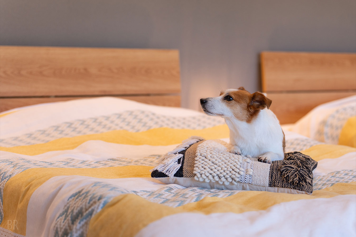 ベッドの上もOK！一緒に眠れる幸せな時間