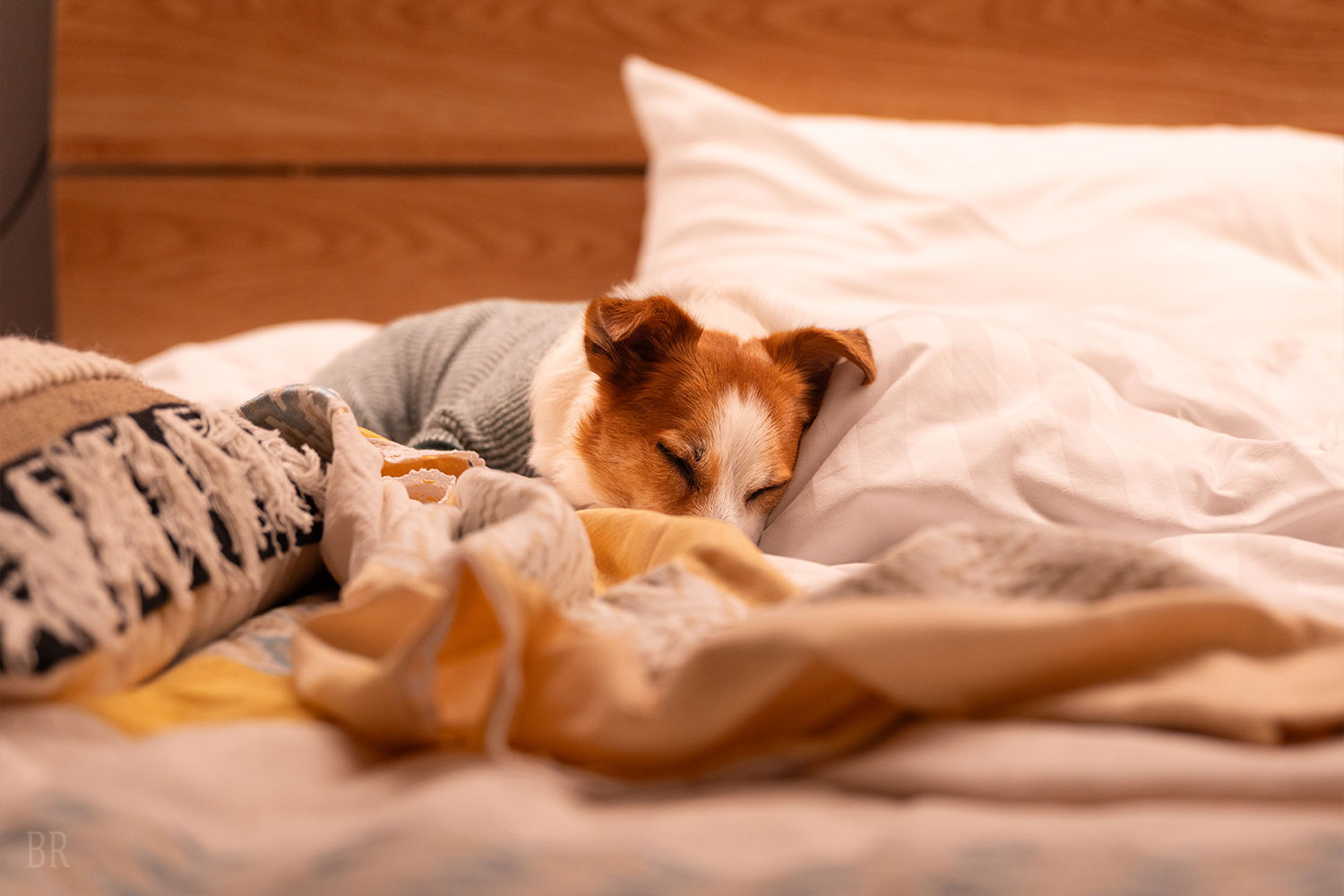 ベッドの上もOK！一緒に眠れる幸せな時間