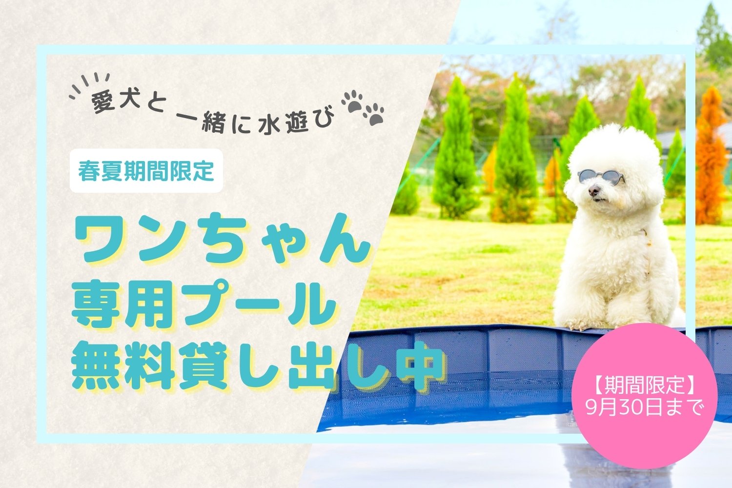 ワンちゃん専用プール無料貸し出し中