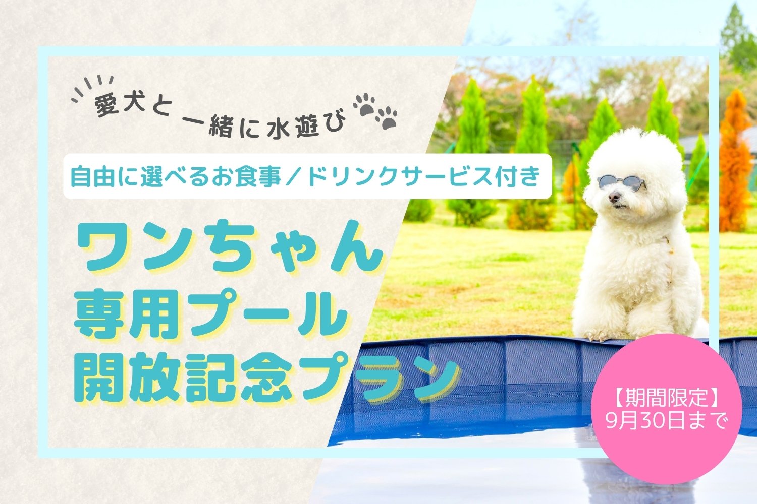 限定プラン