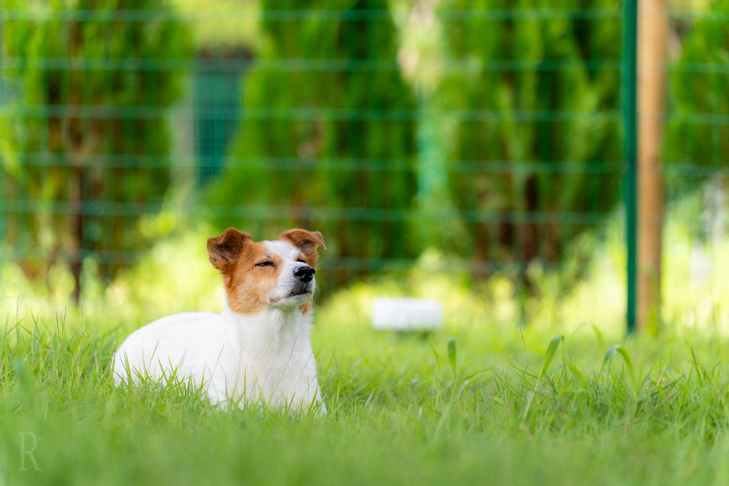 愛犬